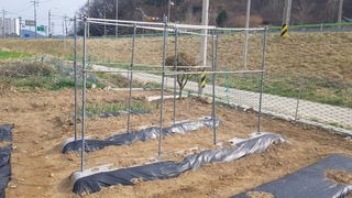 최춘득 청대산 님의 기타작물 · 영농일지 작성글 사진