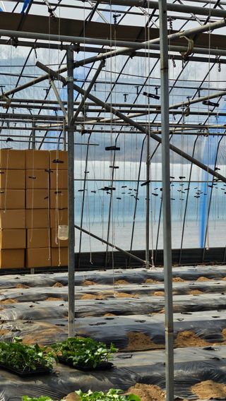 김명숙님의 오이 · 영농일지 작성글 사진