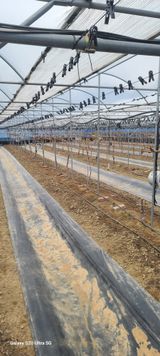 팜모닝 기타작물·영농일지 게시글 이미지