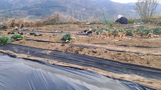 서은숙님의 양파 · 영농일지 작성글 사진