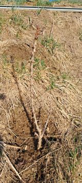 팜모닝 기타작물·영농일지 게시글 이미지