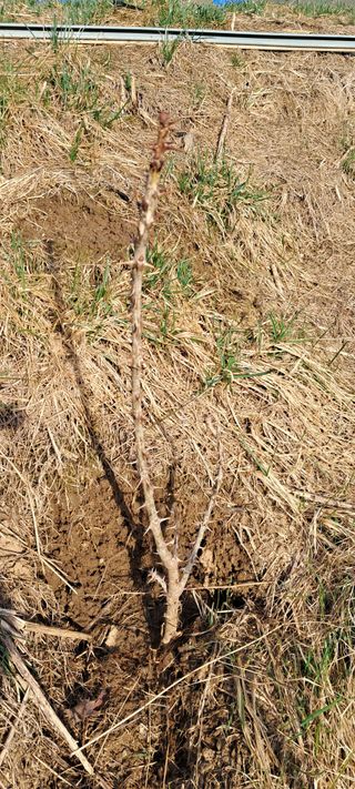 자연애 대풍농장님의 기타작물 · 영농일지 작성글 사진