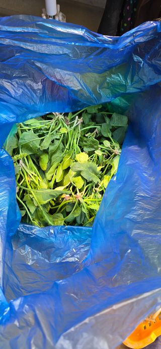 진전님의 기타작물 · 영농일지 작성글 사진