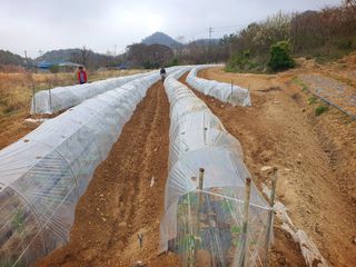 오이8898황산면님의 고추 · 영농일지 작성글 사진