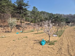 정장화님의 기타작물 · 영농일지 작성글 사진