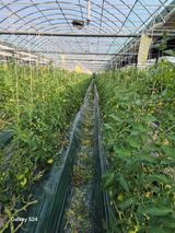 팜모닝 기타작물·영농일지 게시글 이미지