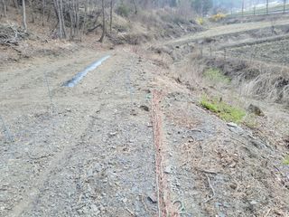 김홍중님의 두릅 · 영농일지 작성글 사진