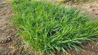 늘푸른 농장주님의 기타작물 · 영농일지 작성글 사진