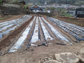 한정술님의 기타작물 · 영농일지 작성글 사진