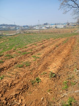 로만아빠님의 감자 · 영농일지 작성글 사진