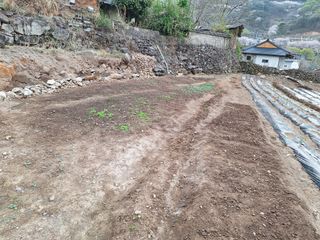 한정술님의 기타작물 · 영농일지 작성글 사진