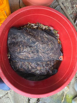 윤자용11대임후회장님의 기타작물 · 영농일지 작성글 사진