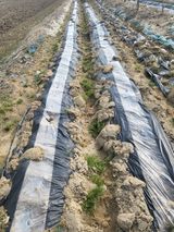 팜모닝 기타작물·영농일지 게시글 이미지