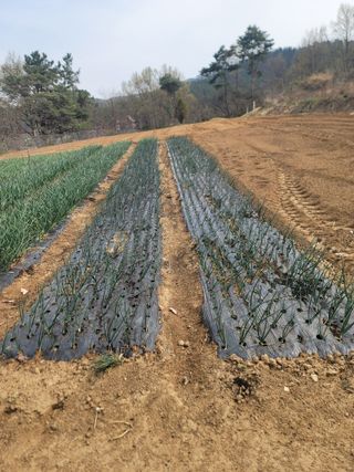 윤병주님의 마늘 · 영농일지 작성글 사진