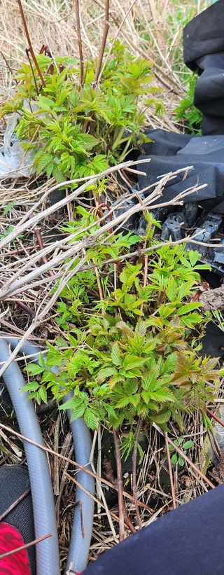 스마일00님의 기타작물 · 영농일지 작성글 사진