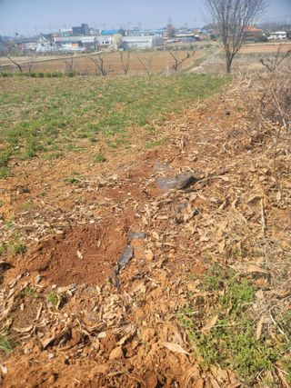 로만아빠님의 감자 · 영농일지 작성글 사진