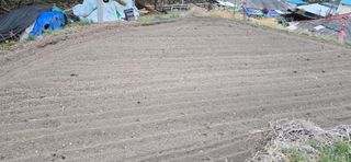 진전님의 기타작물 · 영농일지 작성글 사진