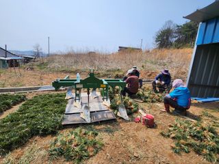 황미순님의 기타작물 · 영농일지 작성글 사진