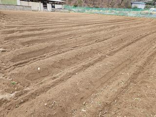 경달현님의 고추 · 영농일지 작성글 사진