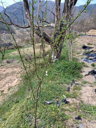 형남영님의 기타작물 · 영농일지 작성글 사진