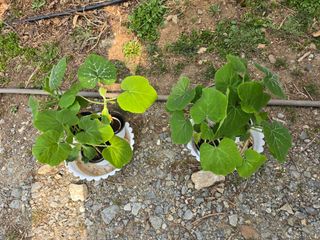 한상훈님의 호박 · 영농일지 작성글 사진