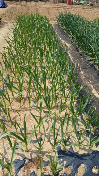 텃밭농부님의 마늘 · 영농일지 작성글 사진