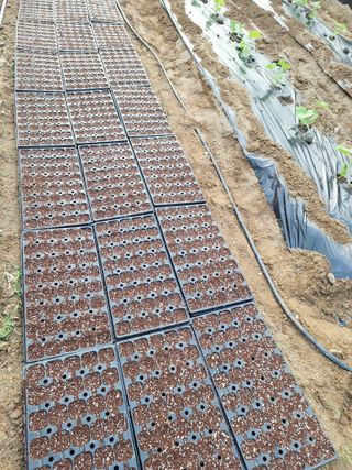 마늘25328님의 기타작물 · 영농일지 작성글 사진