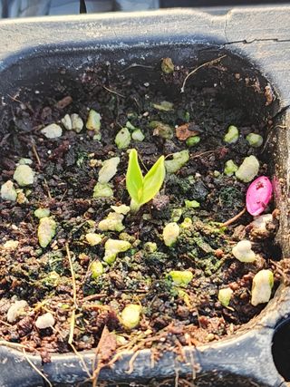 허인녕님의 기타작물 · 영농일지 작성글 사진