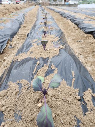 세민님의 기타작물 · 영농일지 작성글 사진