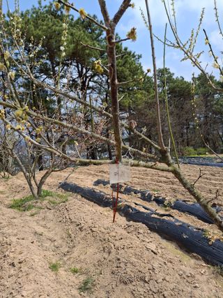 형남영님의 기타작물 · 영농일지 작성글 사진