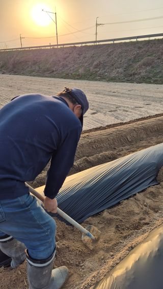 장기수님의 감자 · 영농일지 작성글 사진