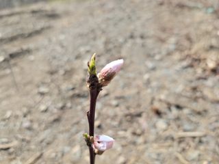 김홍중님의 두릅 · 영농일지 작성글 사진