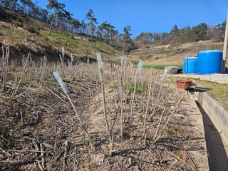 두릅나무5933님의 두릅 · 영농일지 작성글 사진