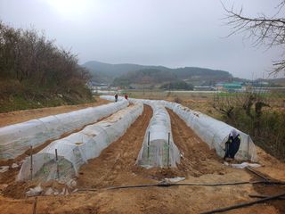 오이8898황산면님의 고추 · 영농일지 작성글 사진