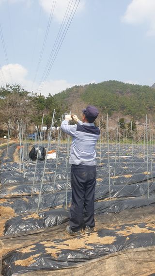 이경옥님의 기타작물 · 영농일지 작성글 사진