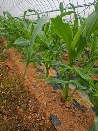 강선미님의 기타작물 · 영농일지 작성글 사진