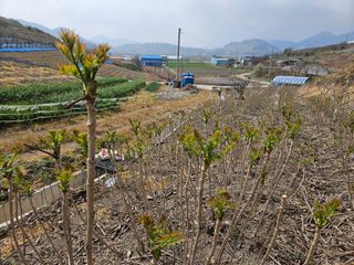 두릅나무5933님의 두릅 · 영농일지 작성글 사진