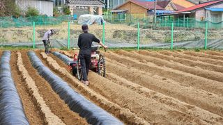 경달현님의 고추 · 영농일지 작성글 사진