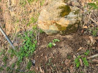 한상훈님의 호박 · 영농일지 작성글 사진