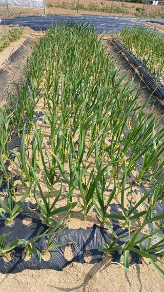 텃밭농부님의 마늘 · 영농일지 작성글 사진