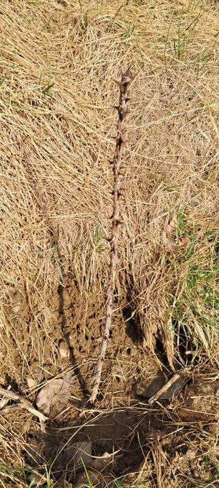 자연애 대풍농장님의 기타작물 · 영농일지 작성글 사진