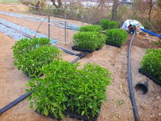 오이8898황산면님의 고추 · 영농일지 작성글 사진