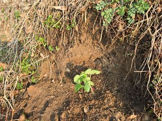 한상훈님의 호박 · 영농일지 작성글 사진
