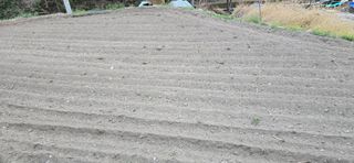 진전님의 기타작물 · 영농일지 작성글 사진