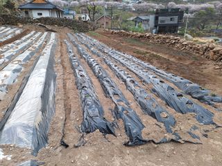 한정술님의 기타작물 · 영농일지 작성글 사진