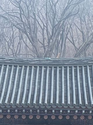 별@노래농장(정씨)님의 포도 · 영농일지 작성글 사진