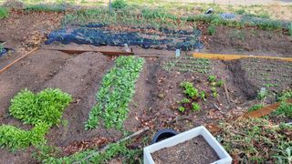 김영규님의 기타작물 · 영농일지 작성글 사진