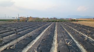 늘푸른 농장주님의 기타작물 · 영농일지 작성글 사진