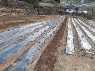 한정술님의 기타작물 · 영농일지 작성글 사진