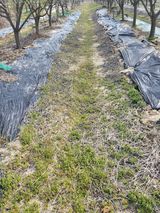 팜모닝 기타작물·영농일지 게시글 이미지